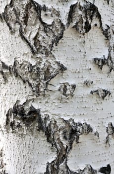 texture of birch bark illuminated by the sun