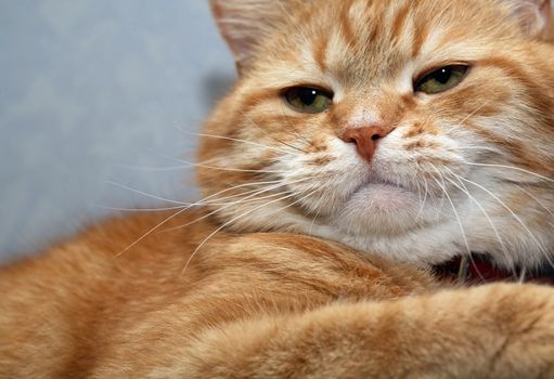 My ginger cat portrait against blue wall