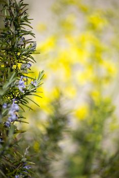 herb garden with rosemary and mustard plants