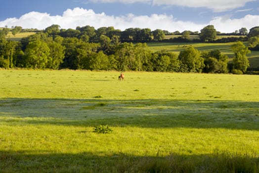 mare and foal in an irish lush green field of county waterford ireland