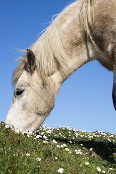 beautiful irish pony eating in a lush field of daisies