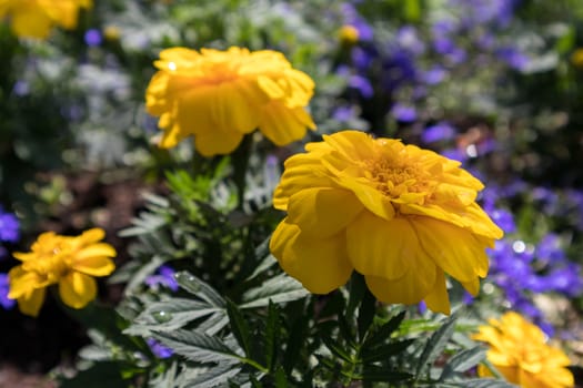 Marigolds flowering in East Grinstead