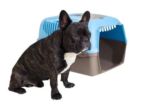 French Bulldog sitting next to an animal carrier on white isolated background