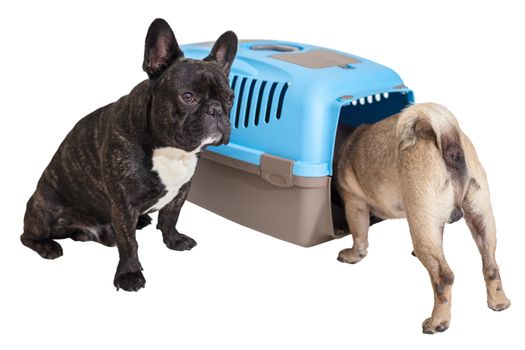 French Bulldog sitting next to an animal carrier and pug on white isolated background