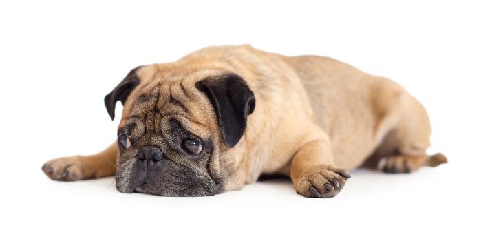 dog breed pug on white isolated background