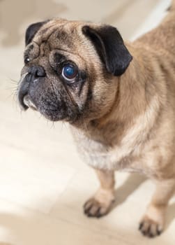 portrait of dog pug breed, muzzle closeup
