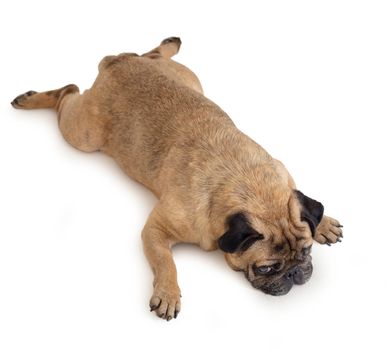 dog breed pug on white isolated background