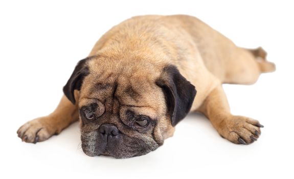 dog breed pug on white isolated background