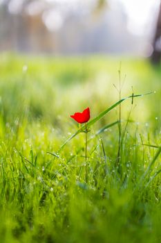 rural landscape, a field of flowering red poppies