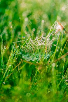 spider web in drops of dew field close-up