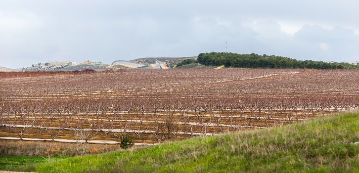 agricultural landscape, blooming garden with fruit trees