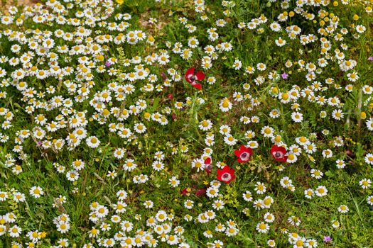 Flowering meadow all covered with daisy flowers