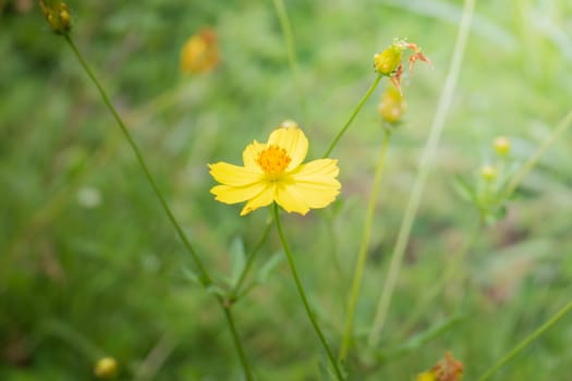 The background image of the colorful flowers, background nature