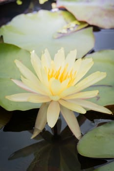 The background image of the colorful flowers, background nature