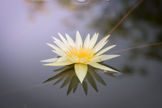 The background image of the colorful flowers, background nature