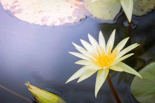 The background image of the colorful flowers, background nature