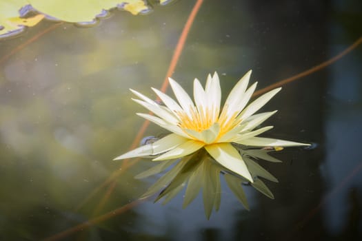 The background image of the colorful flowers, background nature