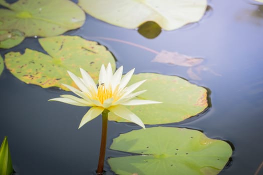 The background image of the colorful flowers, background nature