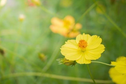 The background image of the colorful flowers, background nature