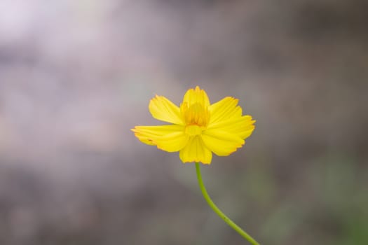 The background image of the colorful flowers, background nature