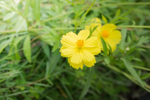 The background image of the colorful flowers, background nature