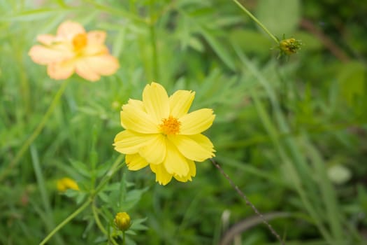 The background image of the colorful flowers, background nature