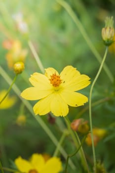 The background image of the colorful flowers, background nature