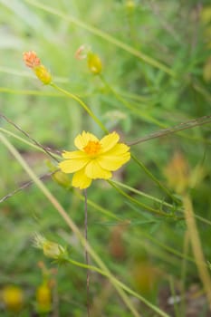 The background image of the colorful flowers, background nature