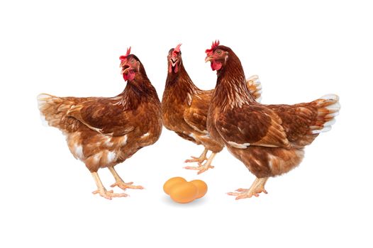 Brown hens with eggs isolated on white background, Chickens isolated on white.
