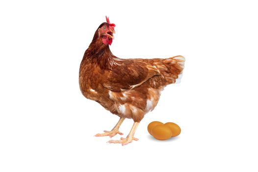 Brown hen with eggs isolated on white background, Chicken isolated on white.