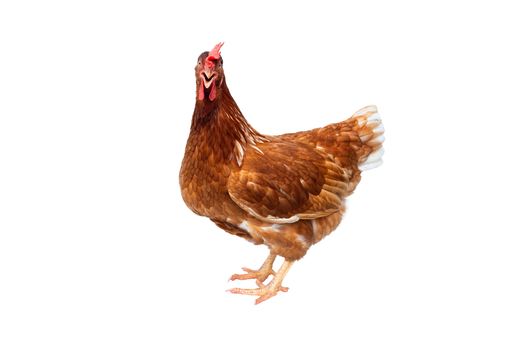 Brown hen isolated on white background, Chicken isolated on white.