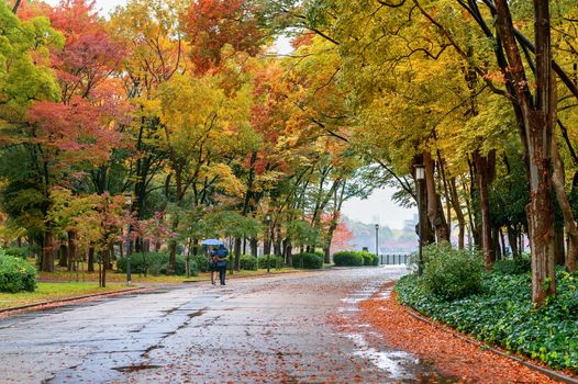 Colorful foliage in autumn park. Autumn seasons.