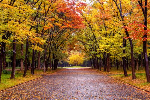 Colorful foliage in autumn park. Autumn seasons.