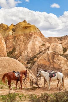 Beautiful horses in in valley named Rose valley near Meskendir, Goreme, Turkey