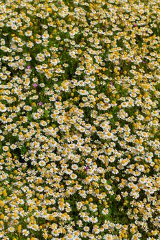 Flowering meadow all covered with daisy flowers