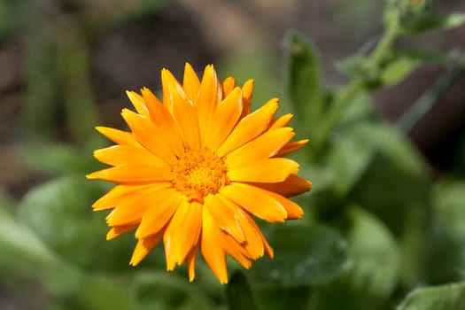 bloomed yellow calendula the flower with latin name Calendula