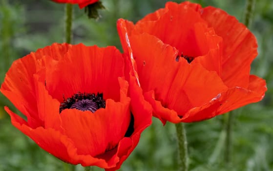 bright red poppy flowers on a background of natural greenery