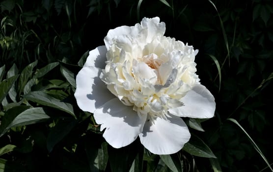 white peony blossomed on natural green background