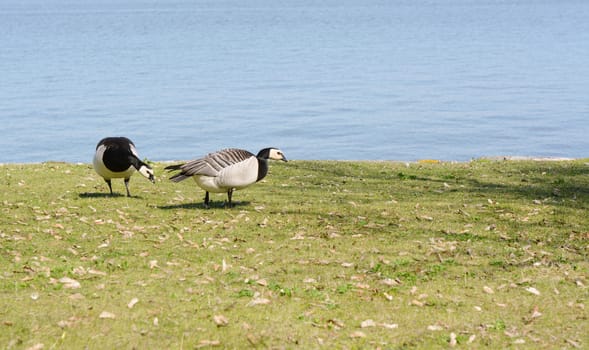 Two barnacle geese graze on grass with water beyond on Suomenlinna island, Finland