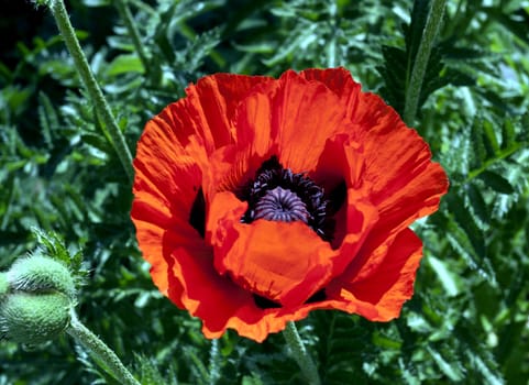 bright red poppy flower on a background of natural greenery
