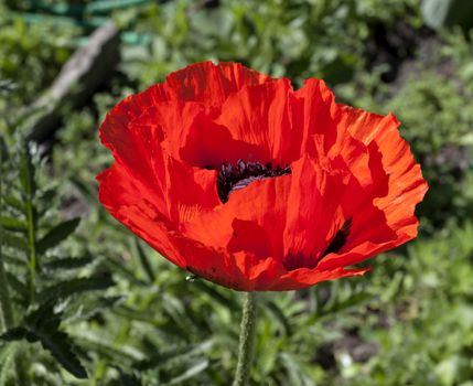 bright red poppy flower on a background of natural greenery