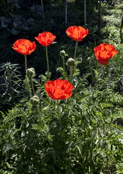 bright red poppy flowers on a background of natural greenery