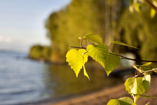 birch branch with green leaves on the background of a blurred landscape