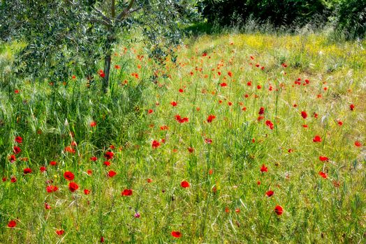 Wild Poppies in a Field in Tuscany