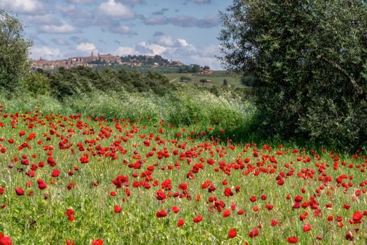 Wild Poppies in a Field in Tuscany