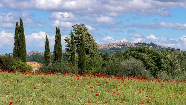 View across  a Poppy Field near Montepulciano