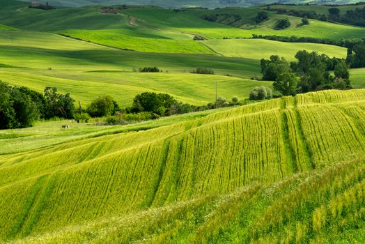 Farmland in Val d'Orcia Tuscany