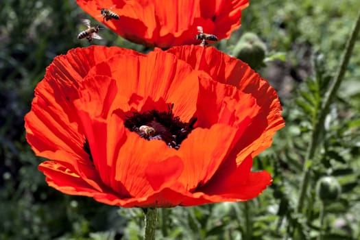 around the flowery red poppy flying bees