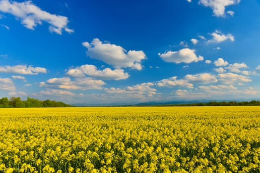 Field of rape in spring countryside