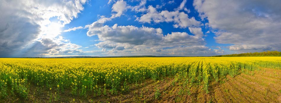 Field of rape in spring countryside